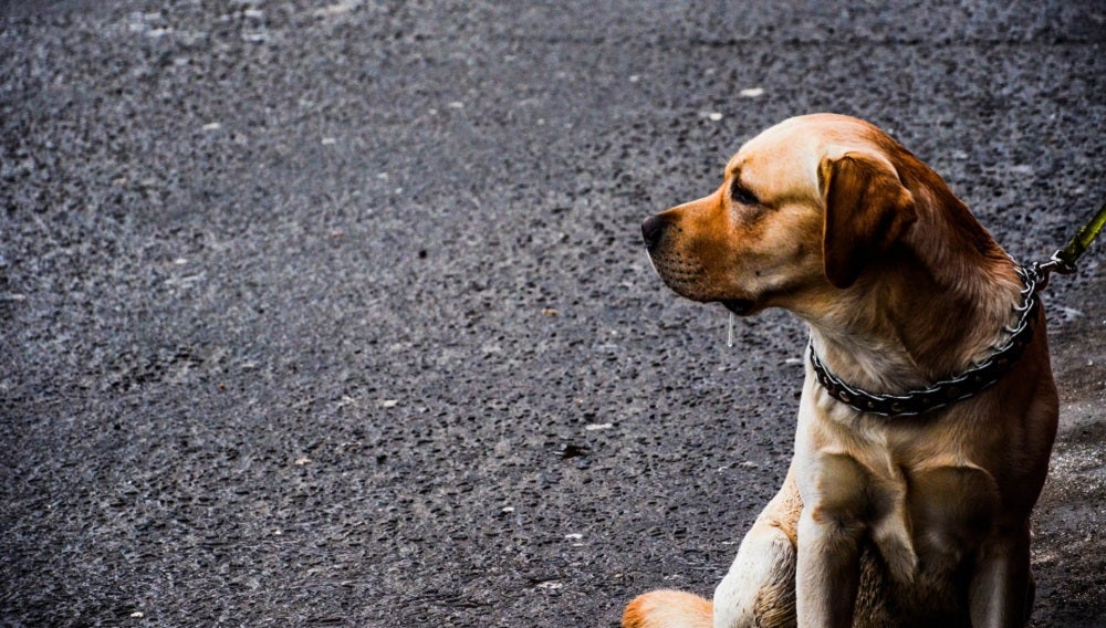 Daniela Pinon presidenta de AUPA: “No ha aumentado el abandono animal, pero si el maltrato. No deberían retirarse las denuncias” Daniela Pinon presidenta de AUPA: “No ha aumentado el abandono animal, pero si el maltrato. No deberían retirarse las denuncias”