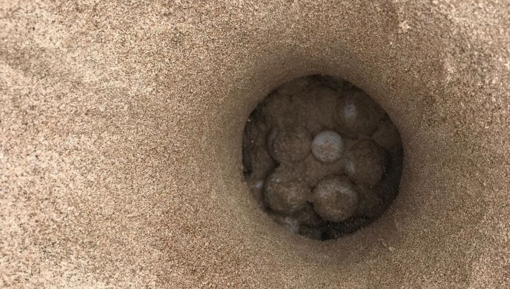 Huevos de tortuga marina en una playa de Castelló