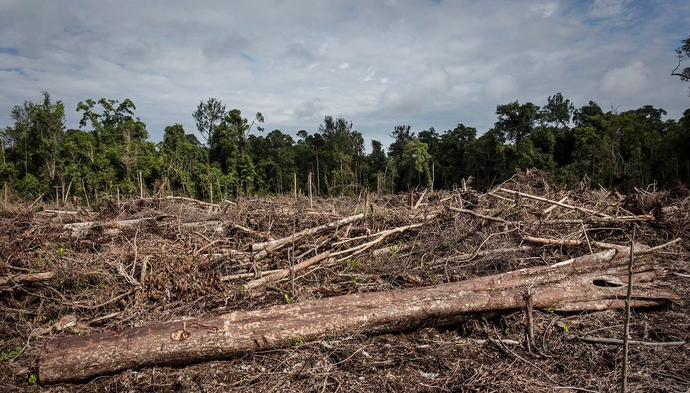 Un hombre camina 800 kilómetros marcha atrás para concienciar sobre la deforestación Un hombre camina 800 kilómetros marcha atrás para concienciar sobre la deforestación