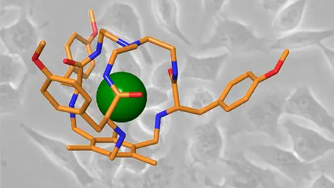 Jaulas moleculares para eliminar celulas cancerosas de forma selectiva Jaulas moleculares para eliminar celulas cancerosas de forma selectiva