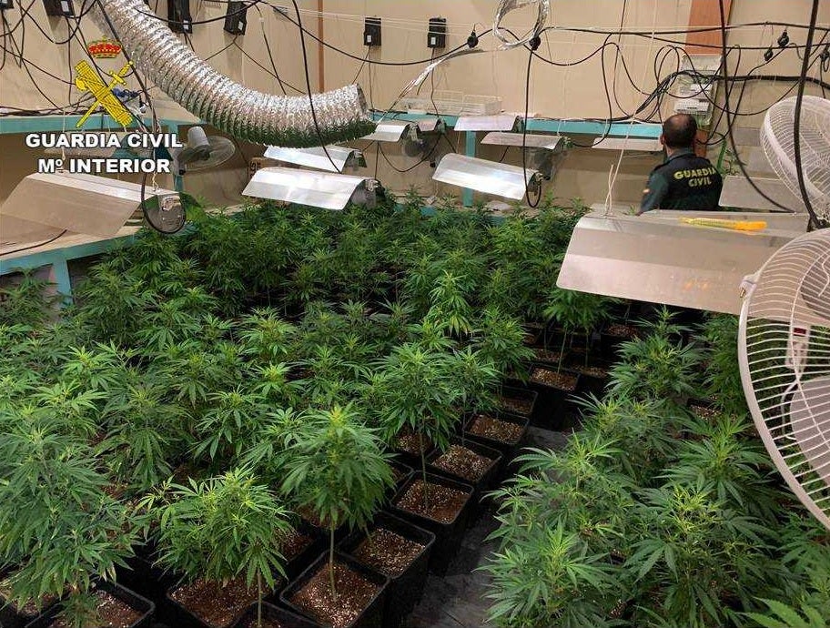 La Guardia Civil desmantela una plantación con 320 plantas de marihuana en una nave industrial de Monóvar La Guardia Civil desmantela una plantación con 320 plantas de marihuana en una nave industrial de Monóvar
