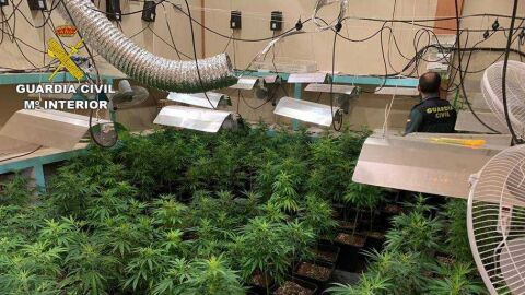Plantaci&oacute;n de marihuana desmantelada por la Guardia Civil en Mon&oacute;var.