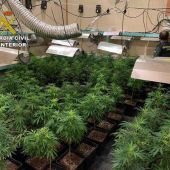 Plantación de marihuana desmantelada por la Guardia Civil en Monóvar.