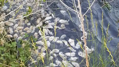 Topillos Plaga de Topillos