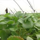Se necesitan 200 temporeros para recoger arándanos en A Coruña