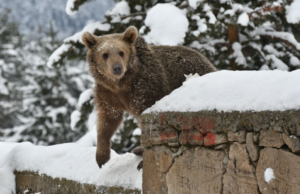 Una cría de oso "asalta" la nevera de un vecino en EEUU Una cría de oso "asalta" la nevera de un vecino en EEUU