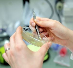 Una científica examina una muestra de laboratorio Una científica examina una muestra de laboratorio