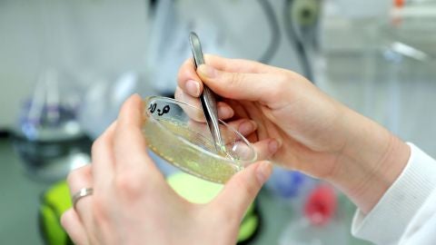 Una cient&iacute;fica examina una muestra de laboratorio