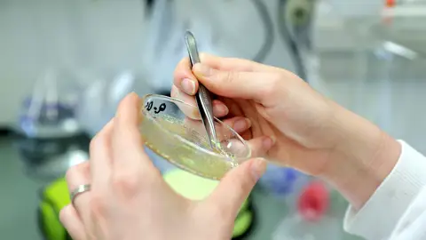 Una científica examina una muestra de laboratorio Una científica examina una muestra de laboratorio