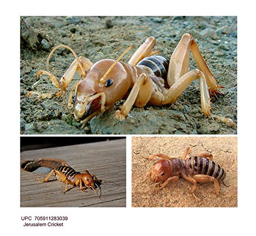 ¿Cómo se transforman en zombies las hormigas? ¿Cómo se transforman en zombies las hormigas?