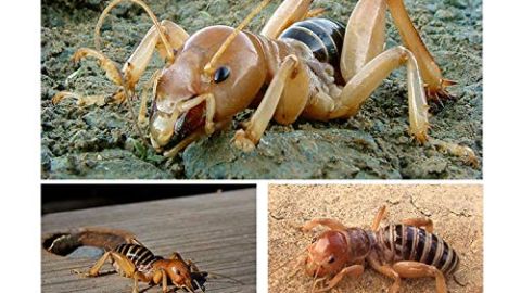 Hormiga t&iacute;pica de Jerusal&eacute;n