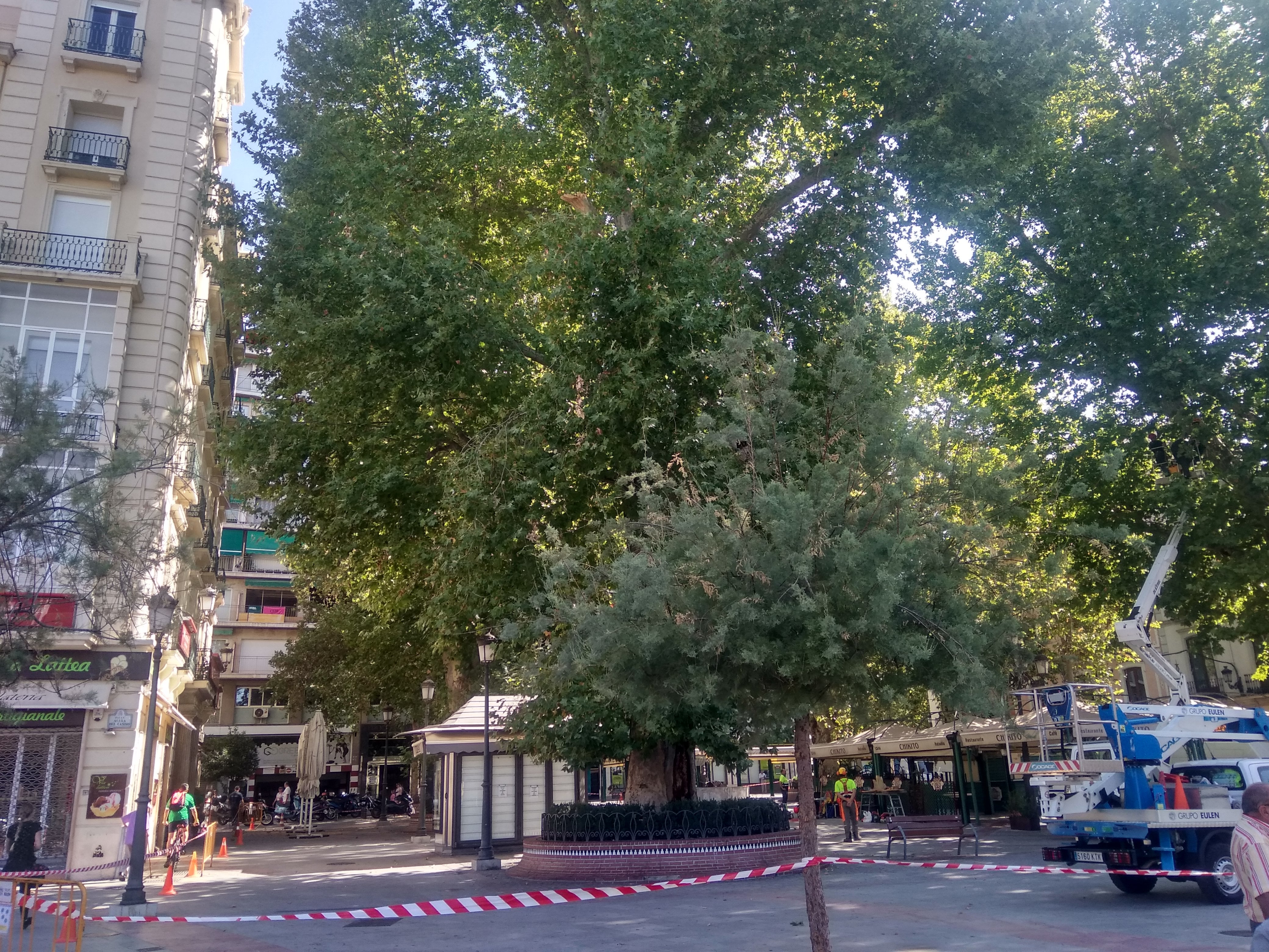 El Ayuntamiento de Granada inspecciona los árboles centenarios de la Plaza del Campillo El Ayuntamiento de Granada inspecciona los árboles centenarios de la Plaza del Campillo