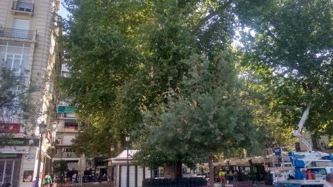 &aacute;rboles Plaza del Campillo