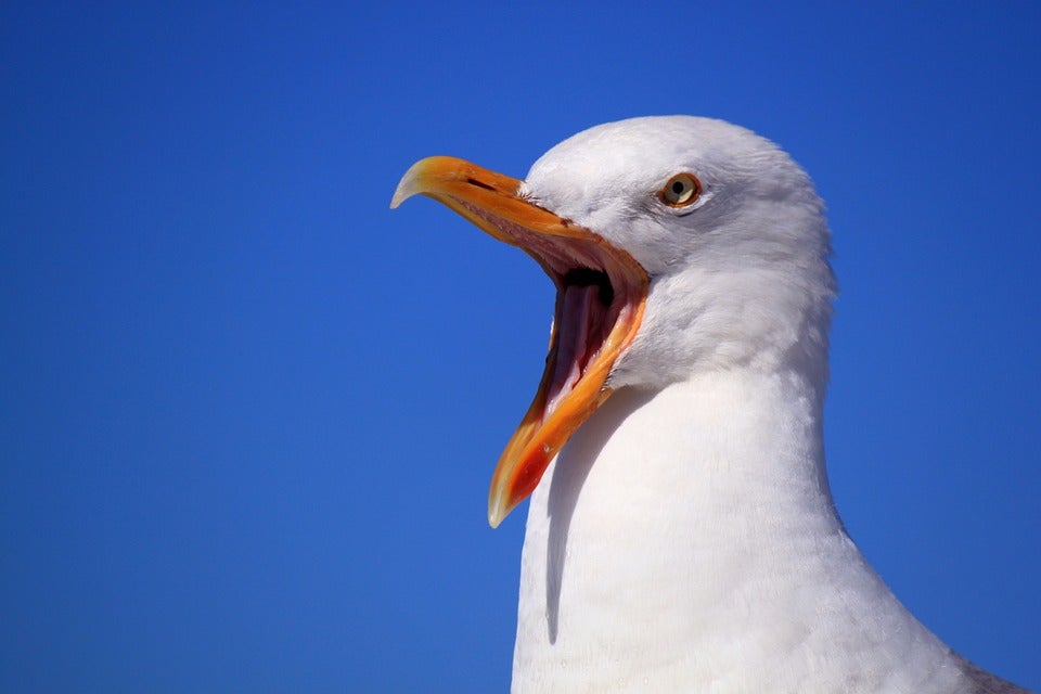 Mesa de redacción: Las gaviotas adaptan su horario al patio escolar Mesa de redacción: Las gaviotas adaptan su horario al patio escolar