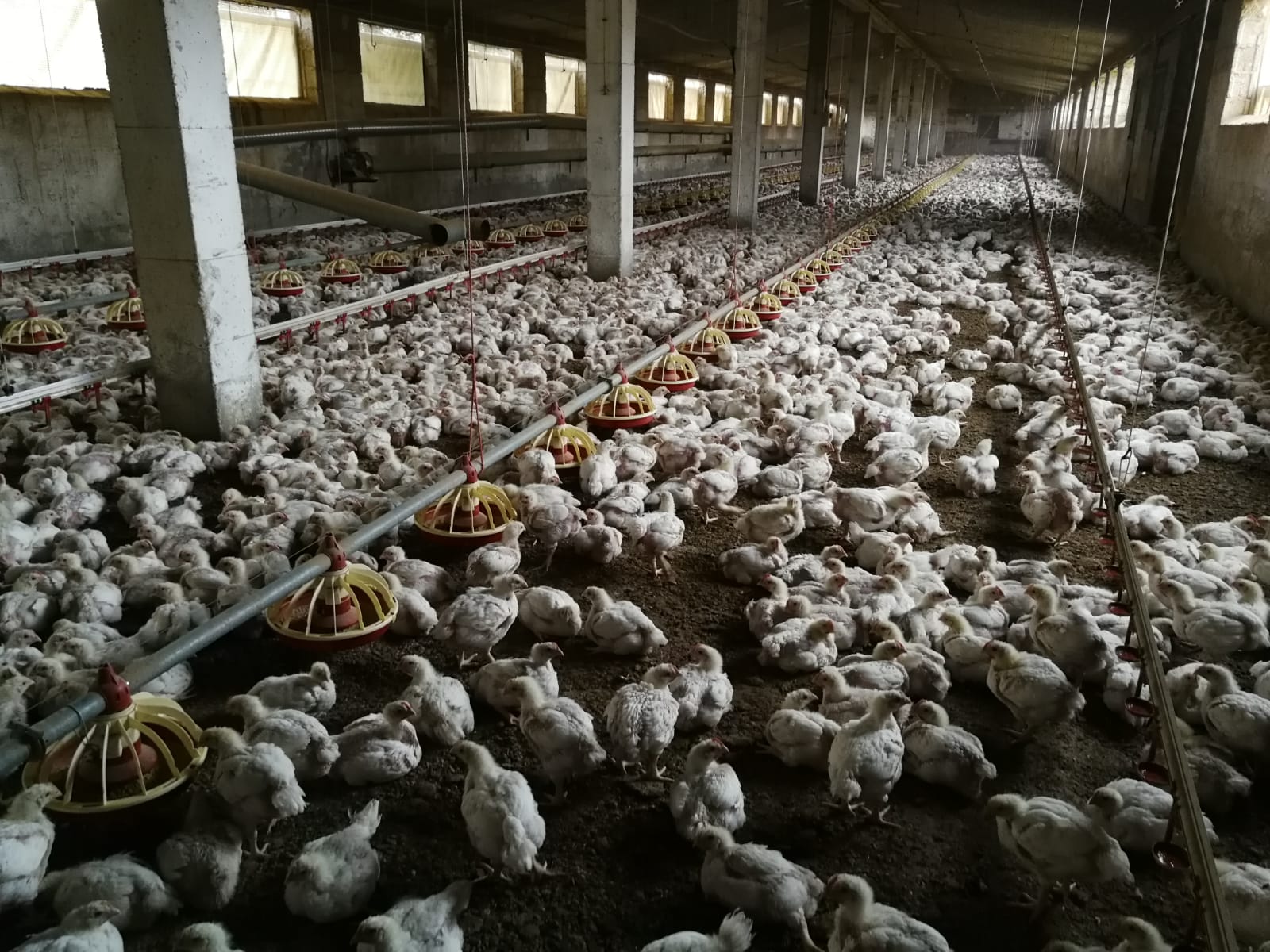 Granada produce más de dos millones de huevos al año. El ecológico gana terreno. Granada produce más de dos millones de huevos al año. El ecológico gana terreno.