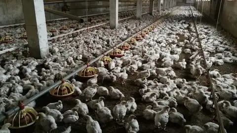 Gallinas en Granada HUEVOS EN GRANADA