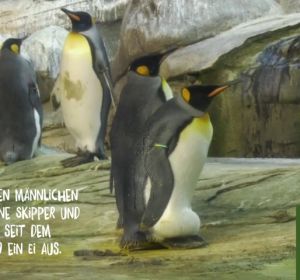 Una pareja de pingüinos homosexuales incuba un huevo en el zoo de Berlín Una pareja de pingüinos homosexuales incuba un huevo en el zoo de Berlín
