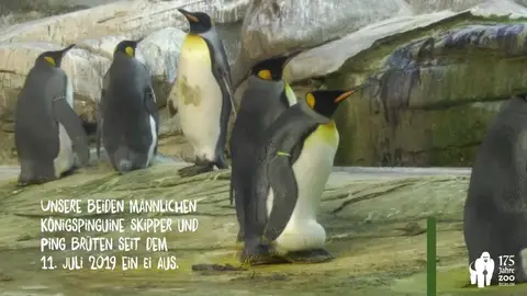 Una pareja de pingüinos homosexuales incuba un huevo en el zoo de Berlín Una pareja de pingüinos homosexuales incuba un huevo en el zoo de Berlín