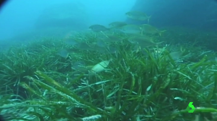 Un estudi alerta de la deterioració del mar en els últims anys i la desaparició d’espècies marítimes Un estudi alerta de la deterioració del mar en els últims anys i la desaparició d’espècies marítimes
