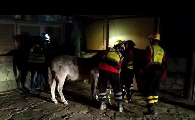 Logran salvar de las llamas a la famosa burrita de Cruz de Tejeda Logran salvar de las llamas a la famosa burrita de Cruz de Tejeda