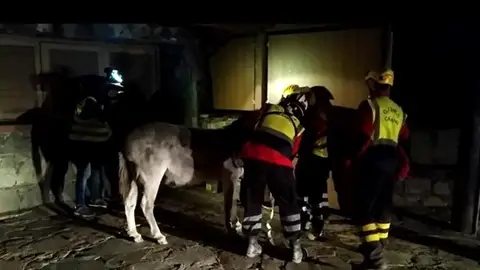 Momento del rescate de la burrita de Cruz de Tejeda Momento del rescate de la burrita de Cruz de Tejeda