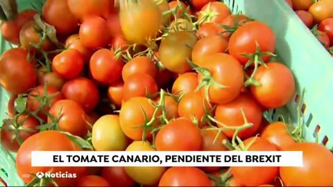 Nueva tomates