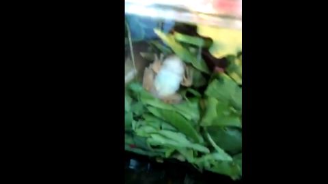 La rana en el interior de la ensalada