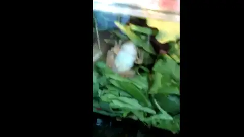 La rana en el interior de la ensalada La rana en el interior de la ensalada