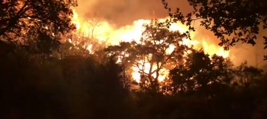 La Policía Nacional detiene a un hombre como autor del incendio de Estepona cuando intentaba quemar una colmena La Policía Nacional detiene a un hombre como autor del incendio de Estepona cuando intentaba quemar una colmena