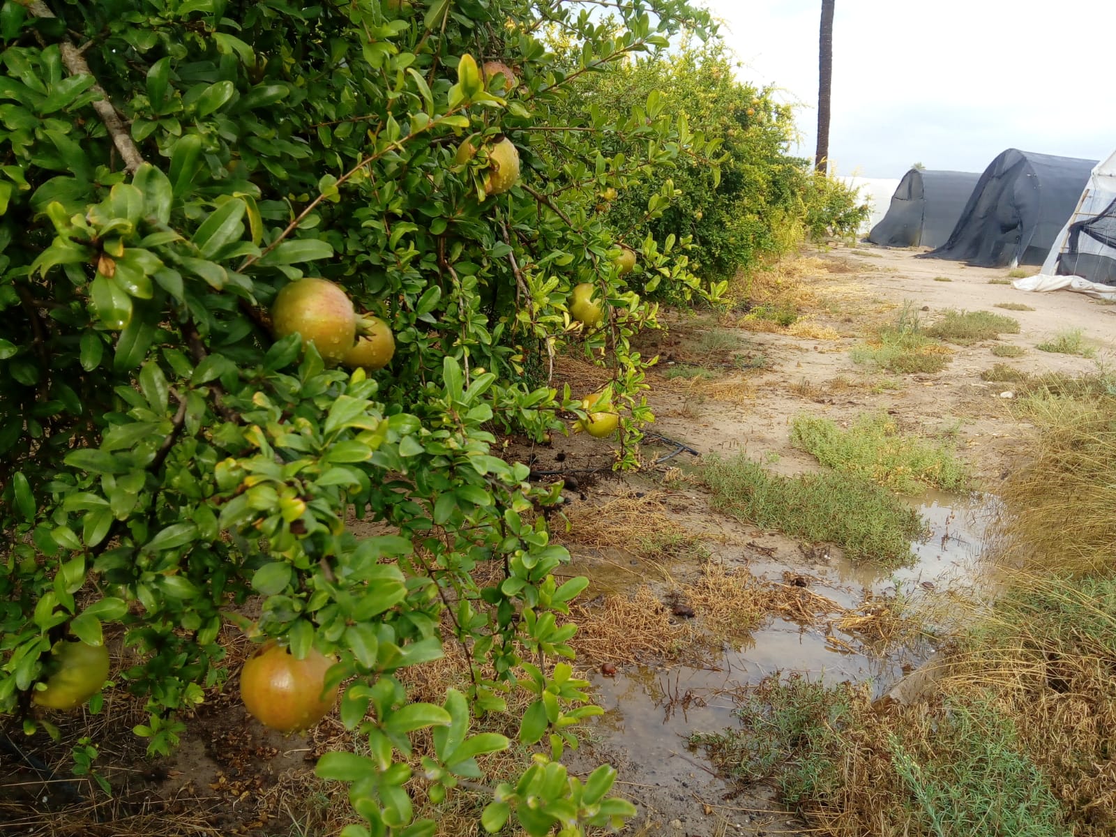 Drones para la agricultura: desde el control de plagas a la gestión del regadío Drones para la agricultura: desde el control de plagas a la gestión del regadío