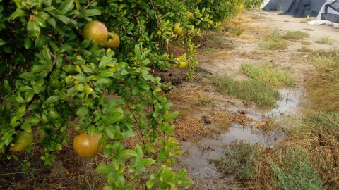 Granados, uno de los productos estrella del Camp d'Elx.