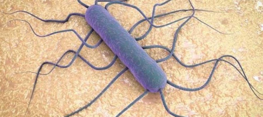 La bacteria de la listeria vista a microscopio La bacteria de la listeria vista a microscopio