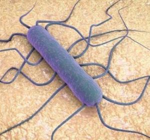 La bacteria de la listeria vista a microscopio La bacteria de la listeria vista a microscopio