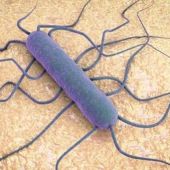 La bacteria de la listeria vista a microscopio 
