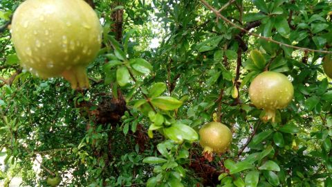 Granados, uno de los productos estrella del Camp d'Elx.