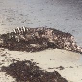 El cadáver de un delfín en avanzado estado de descomposición aparecido en Cala Mitjana 