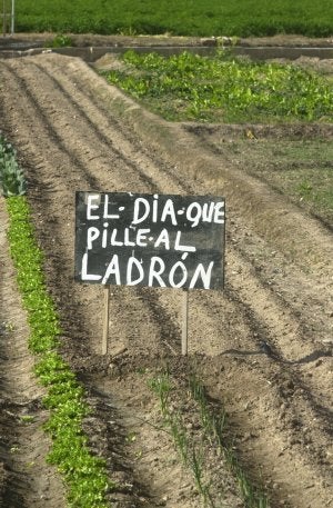 Asaja pedirá a la Diputación de Ciudad Real la creación de un consorcio para evitar los robos en el campo Asaja pedirá a la Diputación de Ciudad Real la creación de un consorcio para evitar los robos en el campo