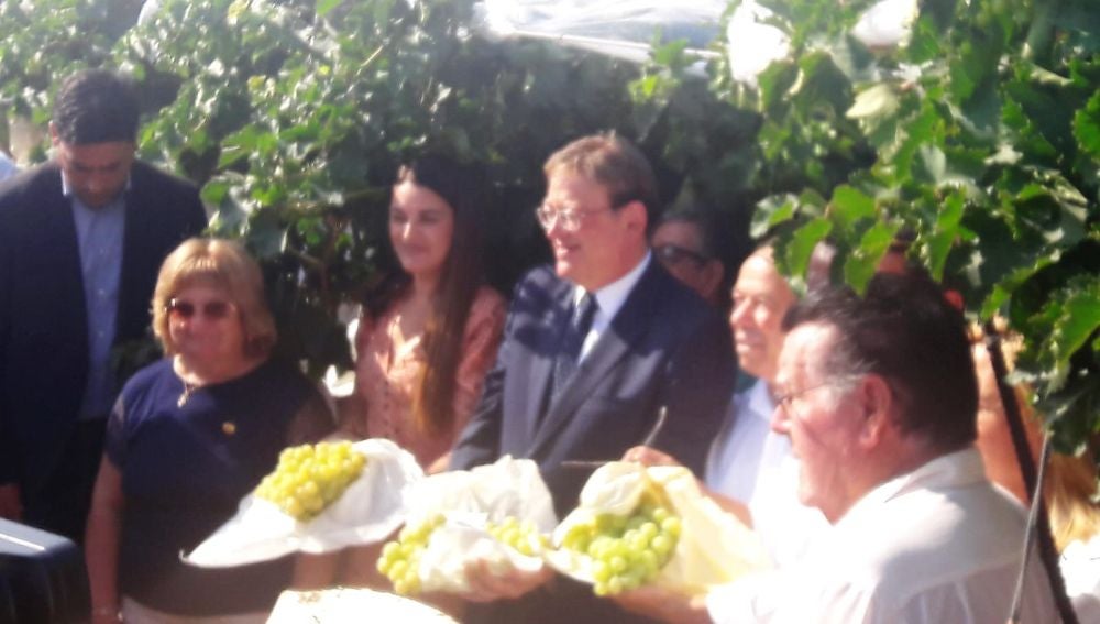 Acto del corte del primer racimo de uva embolsada del Vinalopó 2019/2020.