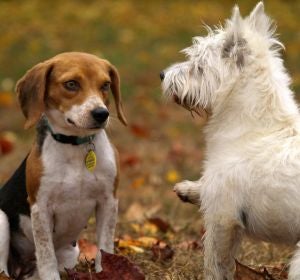 Elecciones generales 2019: Los cerebros de perros de diferentes razas son distintos Elecciones generales 2019: Los cerebros de perros de diferentes razas son distintos
