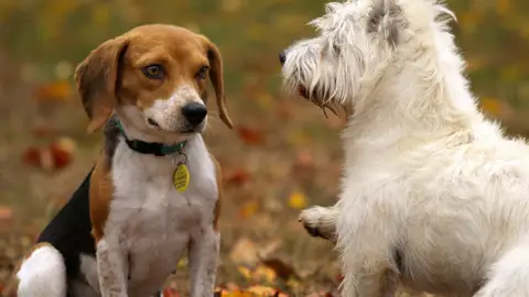 Elecciones generales 2019: Los cerebros de perros de diferentes razas son distintos Cerebro perros