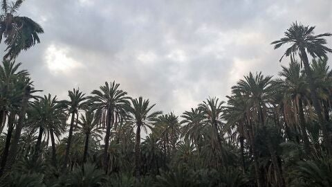 Huerto de palmeras en Elche.