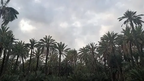 Huerto de palmeras en Elche. Huerto de palmeras en Elche.