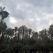 Huerto de palmeras en Elche.