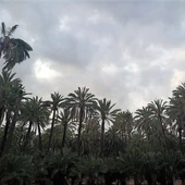 Huerto de palmeras en Elche. Huerto de palmeras en Elche.