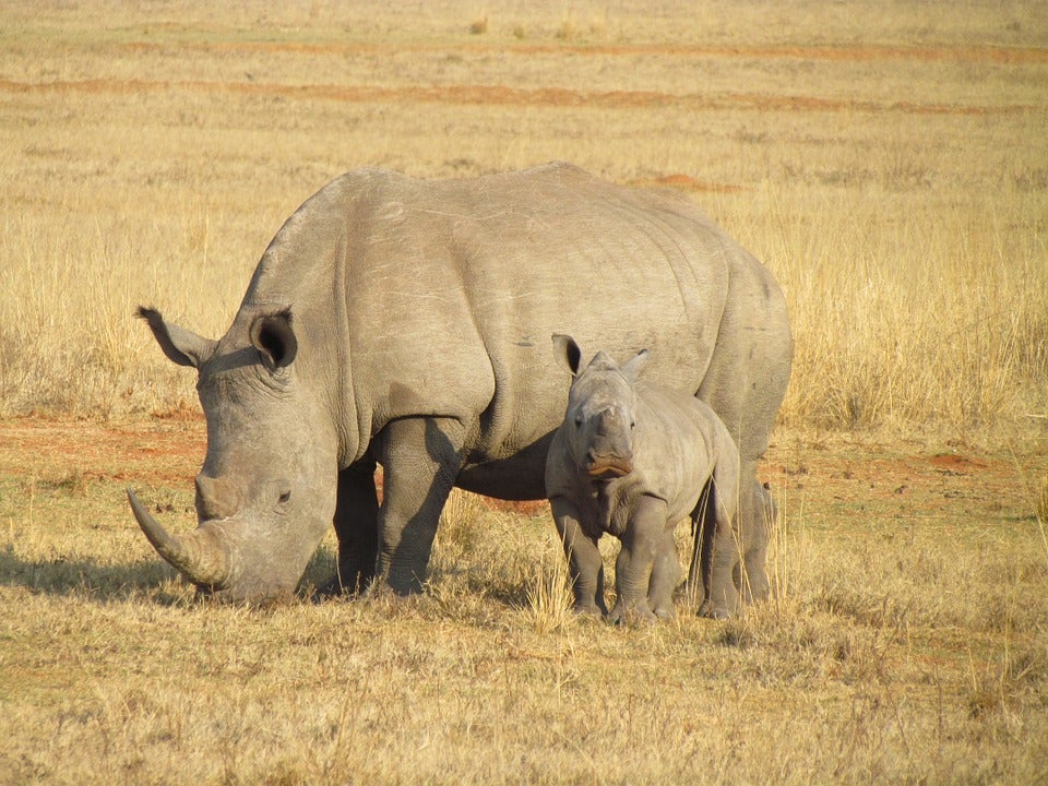 La caza furtiva de rinocerontes alcanza un nivel sin precedentes en el sur de África La caza furtiva de rinocerontes alcanza un nivel sin precedentes en el sur de África