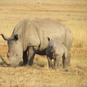 Imagen de archivo de un rinoceronte y su cría