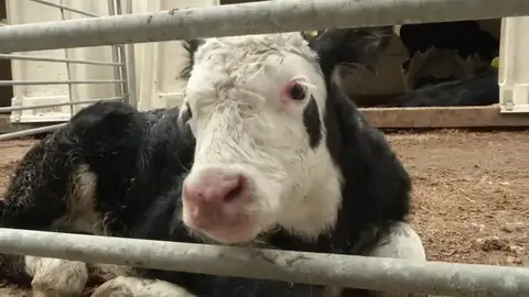 Vacas conectadas a internet con 5G: la nueva forma de pastoreo que revoluciona Reino Unido Vacas conectadas a internet con 5G: la nueva forma de pastoreo que revoluciona Reino Unido