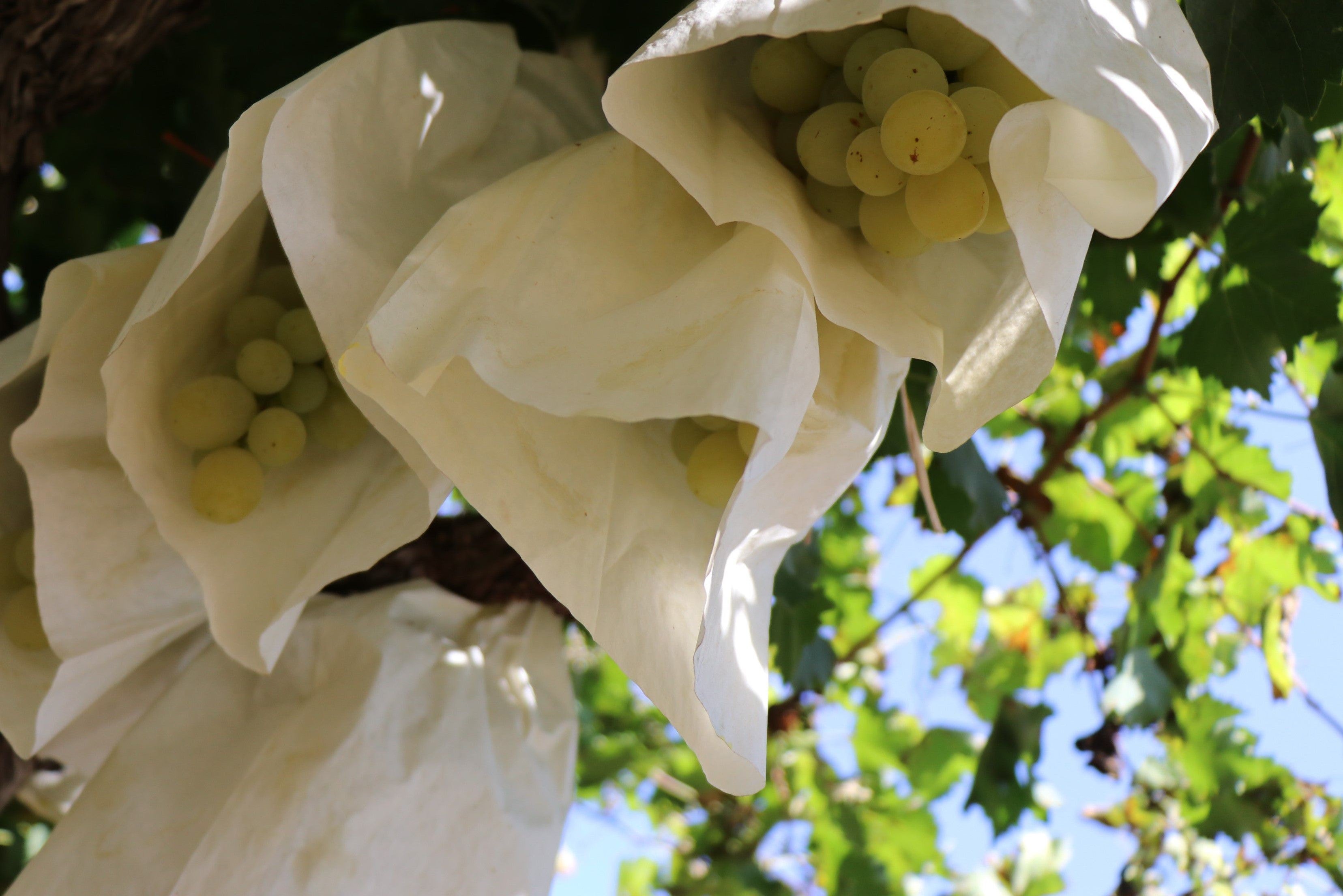 La uva de mesa embolsada del Vinalopó, protagonista de Nochevieja en un 2025 con un ligero aumento en la producción La uva de mesa embolsada del Vinalopó, protagonista de Nochevieja en un 2025 con un ligero aumento en la producción