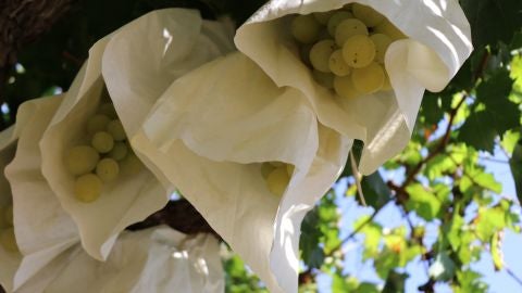 Uva de Mesa Embolsada del Vinalop&oacute;.