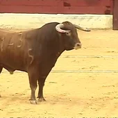 Polémica en la localidad alicantina de Villena: recupera los toros en plena fiesta de Moros y Cristianos Polémica en la localidad alicantina de Villena: recupera los toros en plena fiesta de Moros y Cristianos
